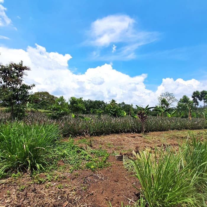 TERRENO EN ALQUILER EN MAZATENANGO - foto 1
