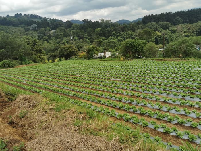 Venta de Terreno Rustico en Sacatepéquez - foto 1