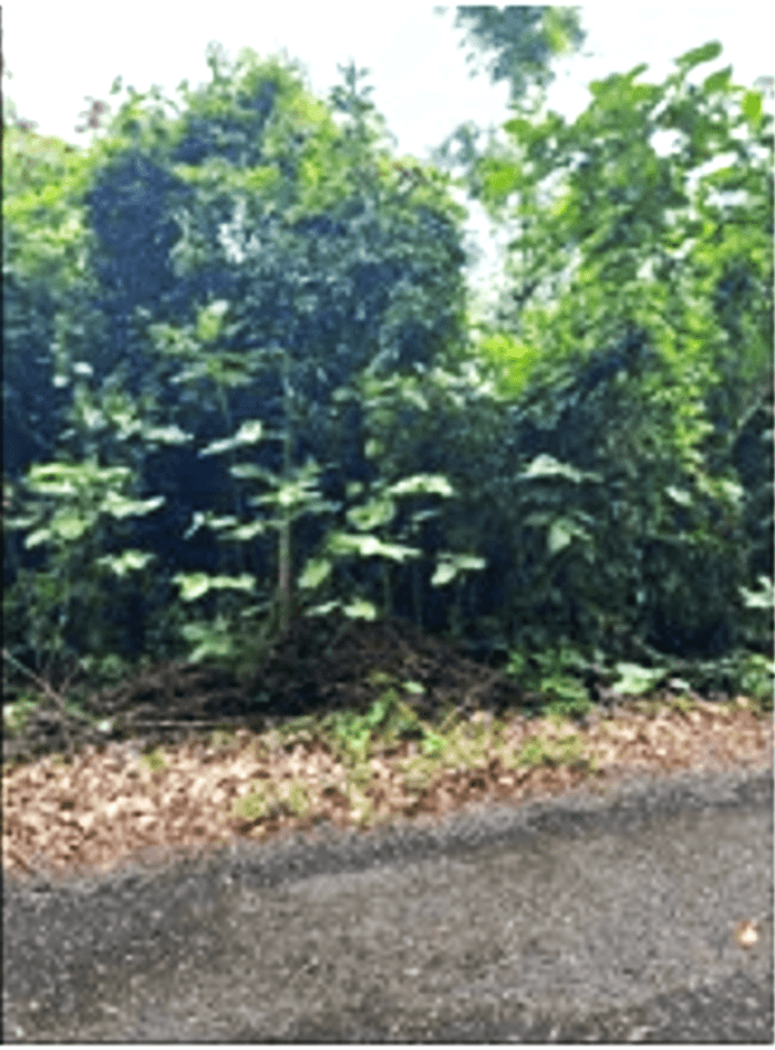 Venta de terreno en izabal		 - foto 1