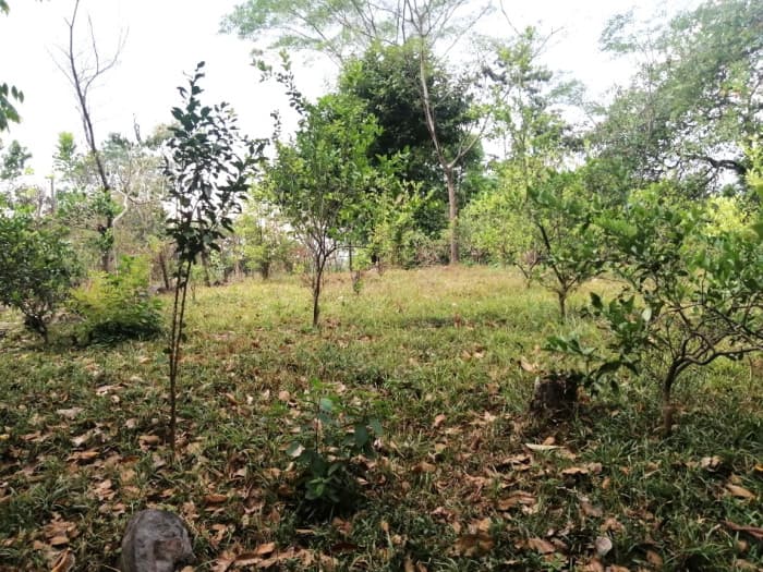 Terreno en Venta en Quintas Vallarta Escuintla - foto 1