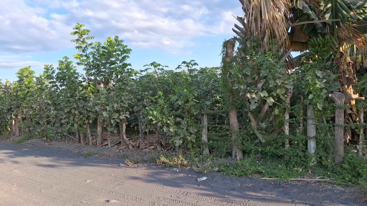 TERRENO EN VENTA EN ESCUINTLA - foto 1