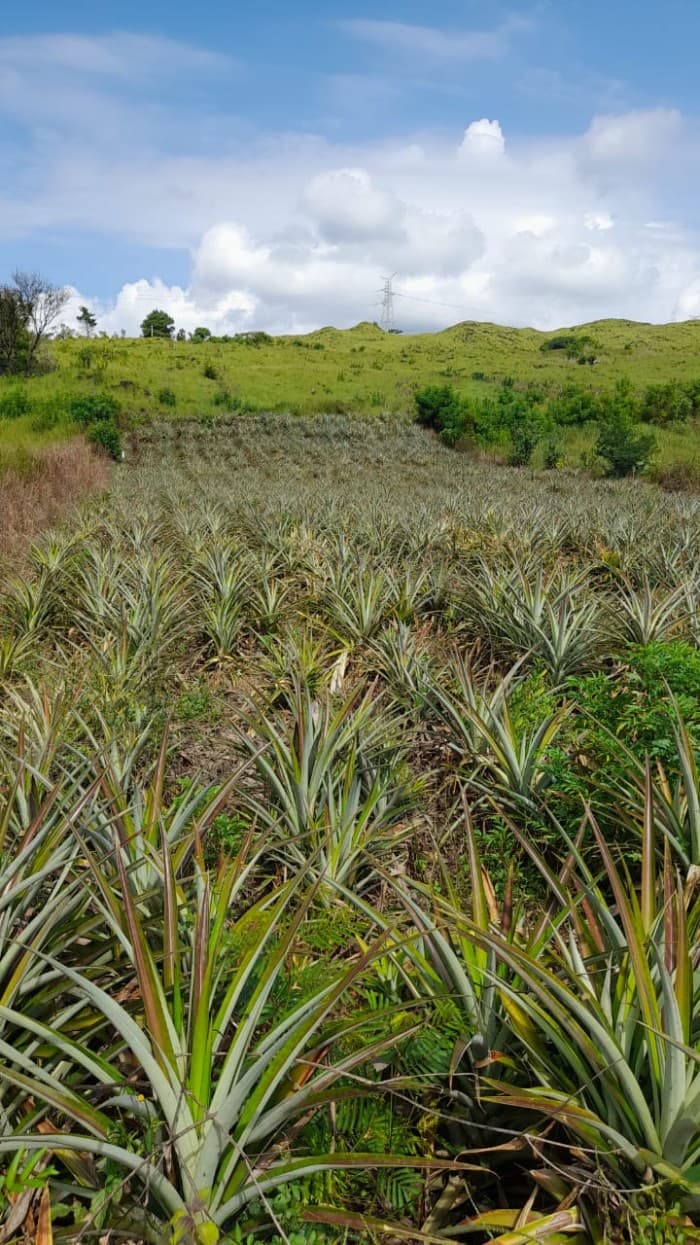 Vendo Terreno para Siembra  en Carretera a El Salvador - foto 1