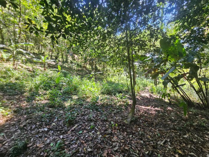 HACIENDA EN VENTA - FINCA EL MAGUEY - foto 1