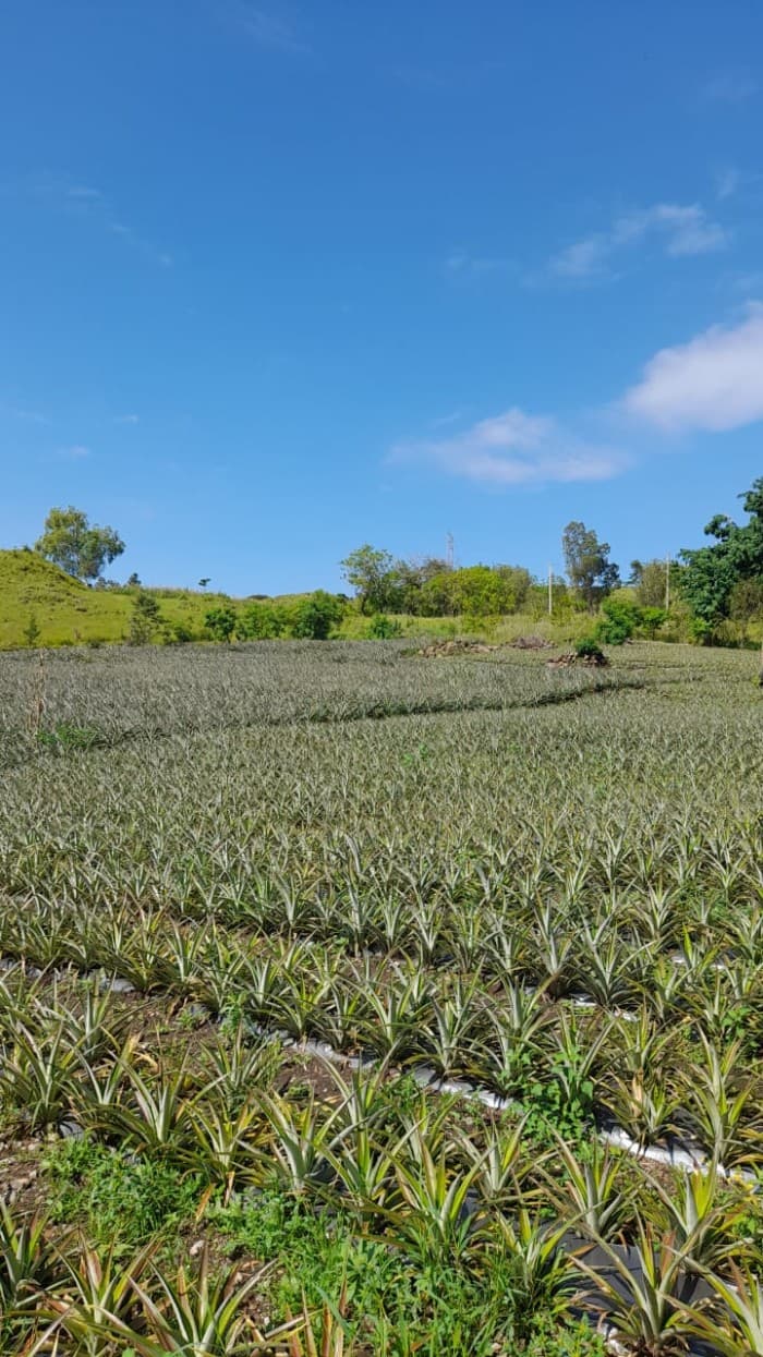 Vendo Terreno km 39.5 Carretera a El Salvador - foto 1
