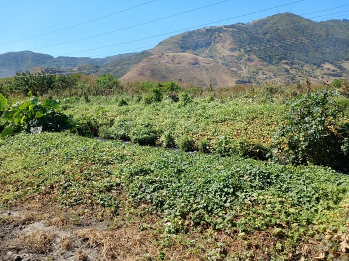 Terreno en Venta en Amatitlán - foto 4