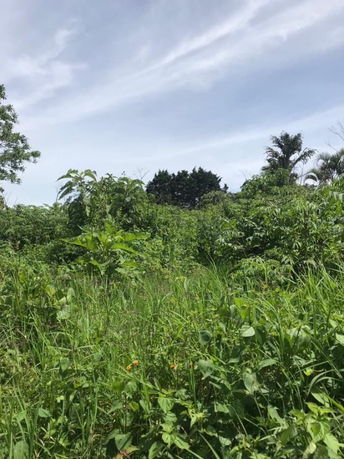 Terreno en Venta en Carretera a Santa Elena Barillas - foto 4