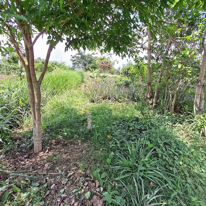 TERRENO EN ALQUILER EN MAZATENANGO - foto 3