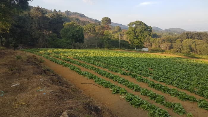 Venta de Terreno Rustico en Sacatepéquez - foto 4