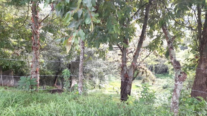 Lote en venta, Sausalito Fraijanes Km. 19.8  - foto 2