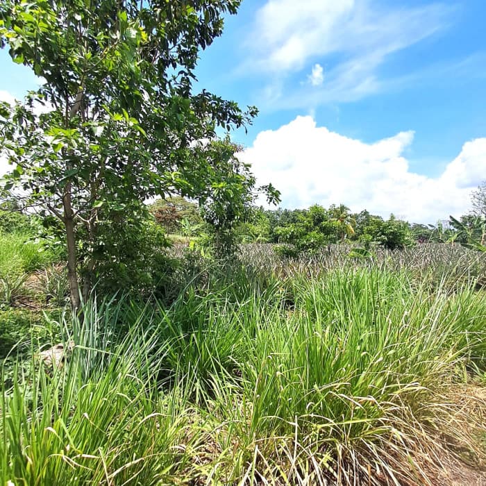 TERRENO RUSTICO EN ALQUILER EN MAZATENANGO - foto 2