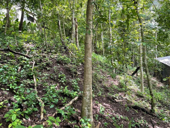 Terreno en Venta El Remate Flores Peten  - foto 4