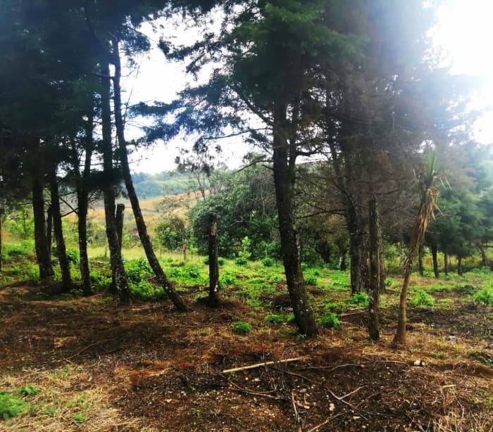 TERRENO RESIDENCIAL EN VENTA EN VILLA CANALES - foto 3