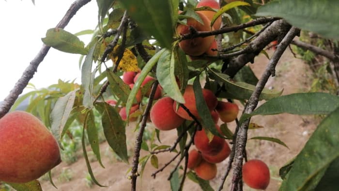 Granja Amueblada/Equipada en Alquiler en Chimaltenango - foto 4