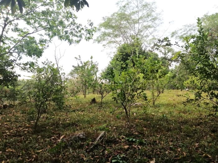 Terreno en Venta en Quintas Vallarta Escuintla - foto 4