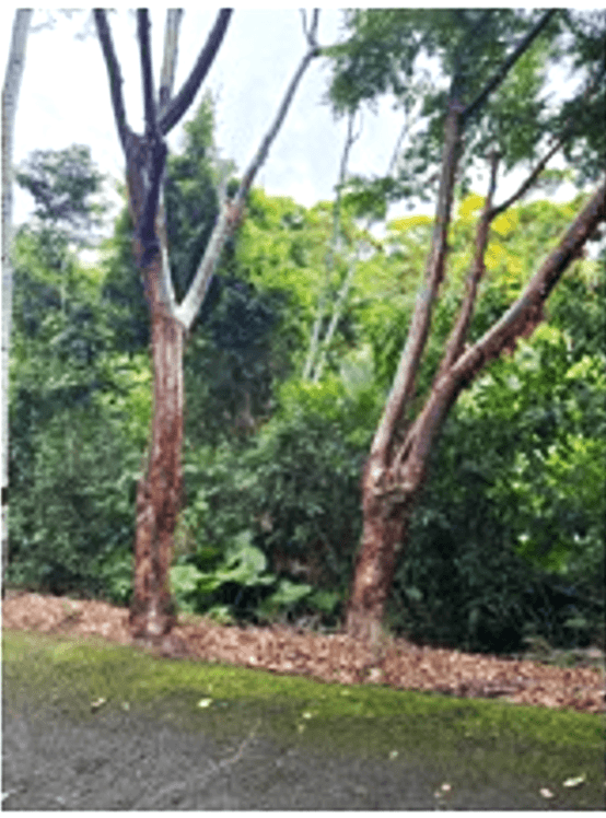 Venta de terreno en izabal		 - foto 2