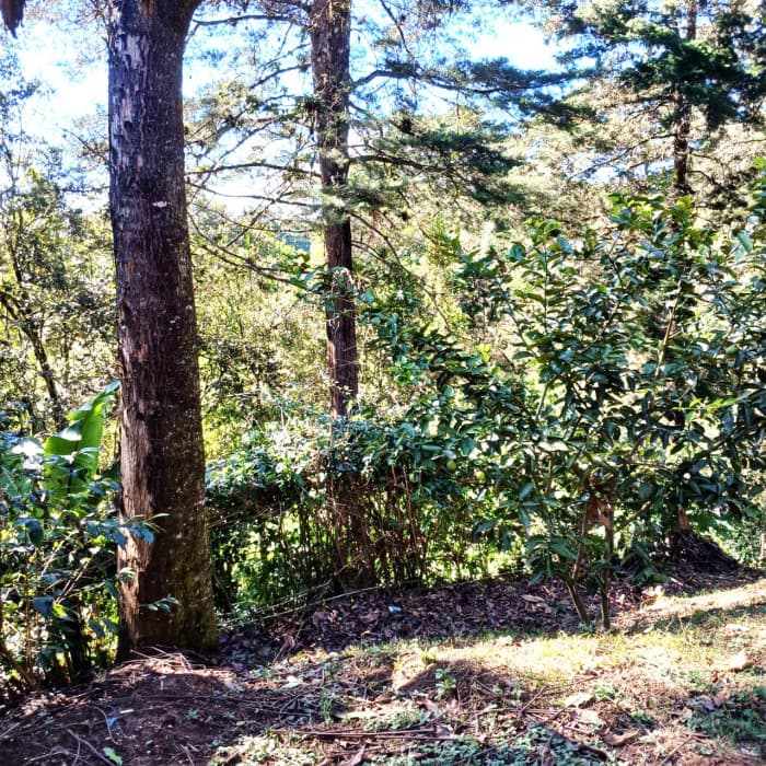 VENTA DE TERRENO EN LO DE DIEGUEZ - foto 3