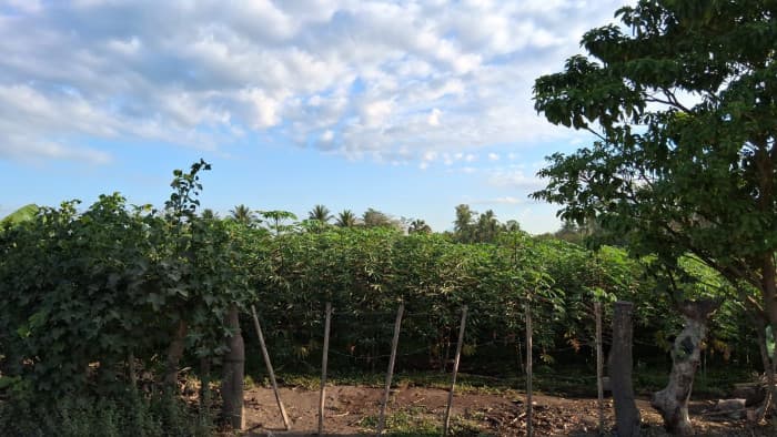TERRENO EN VENTA EN ESCUINTLA - foto 3
