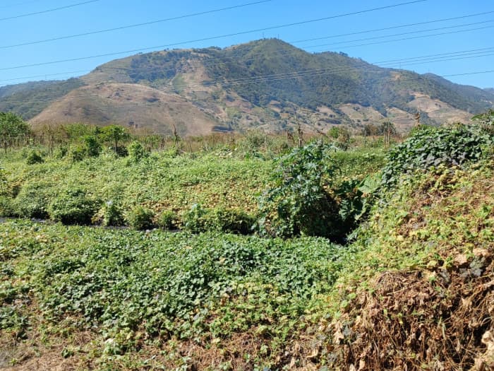 Terreno en Venta en Amatitlán - foto 2