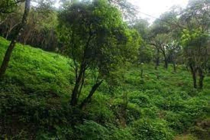 Terreno en Venta en Granja Buenos Aires - foto 4
