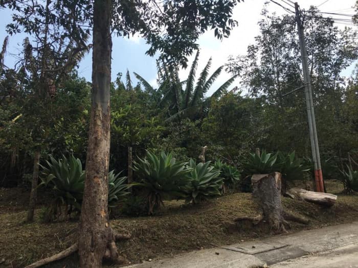 Terreno de 7338 mts2 en venta en Santa Rosalia - foto 4