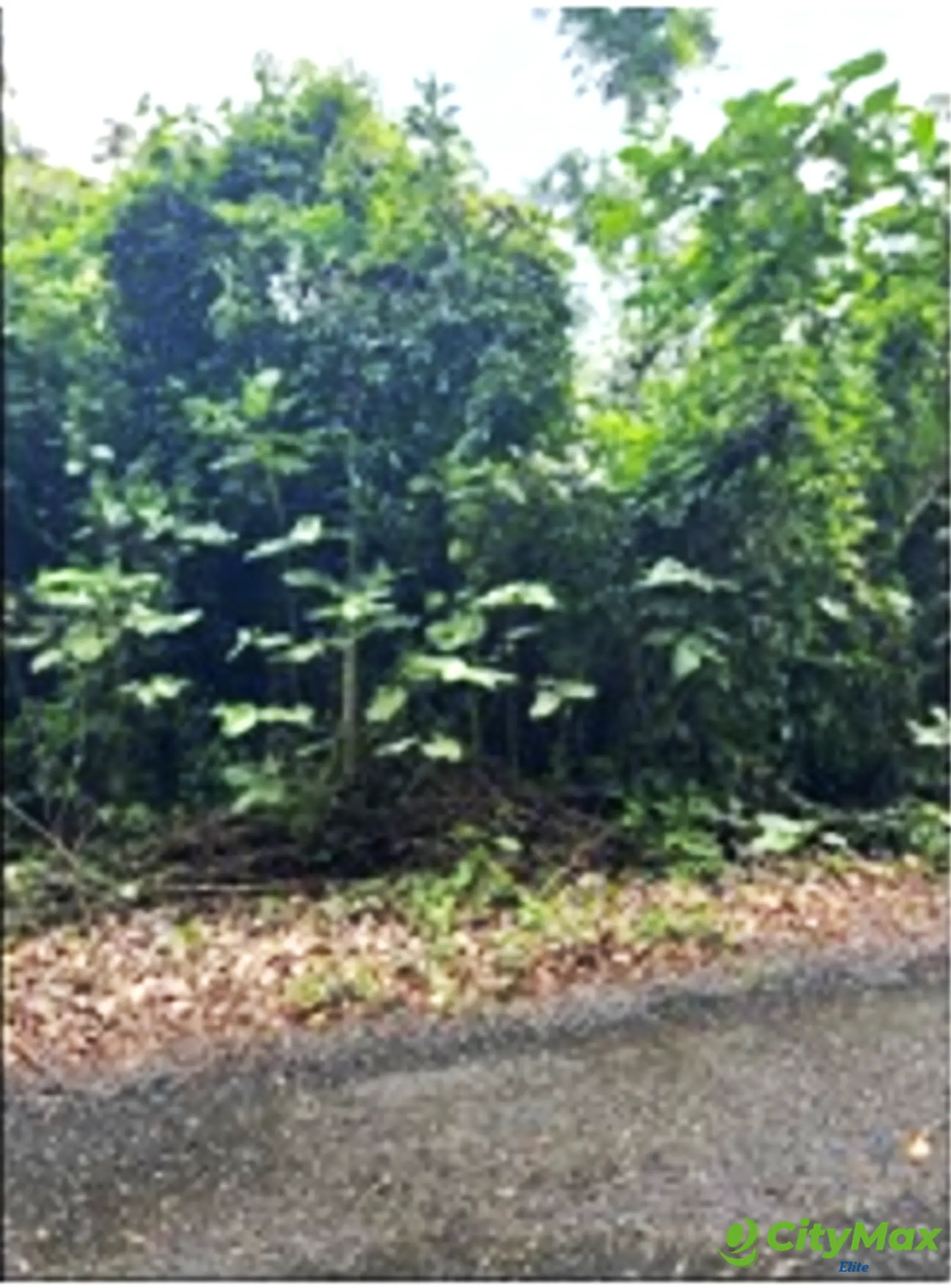 Venta de terreno en izabal - foto 1