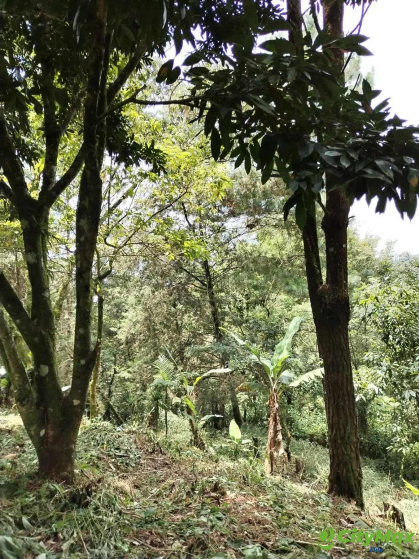 Terreno en Venta en Montebello II - foto 4