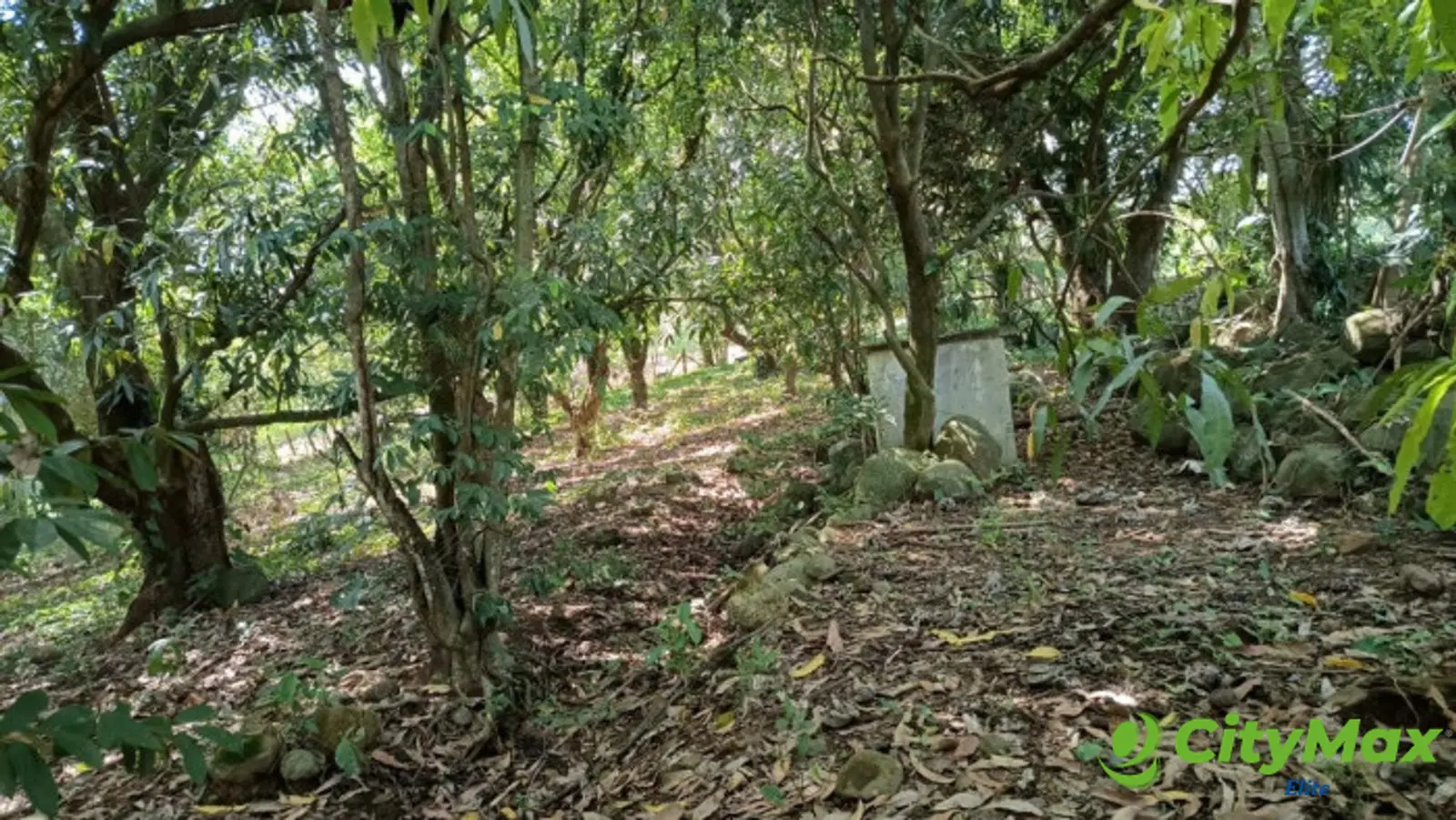 VENTA DE TERRENO EN KM 73, CARRETERA A TAXISCO - foto 5
