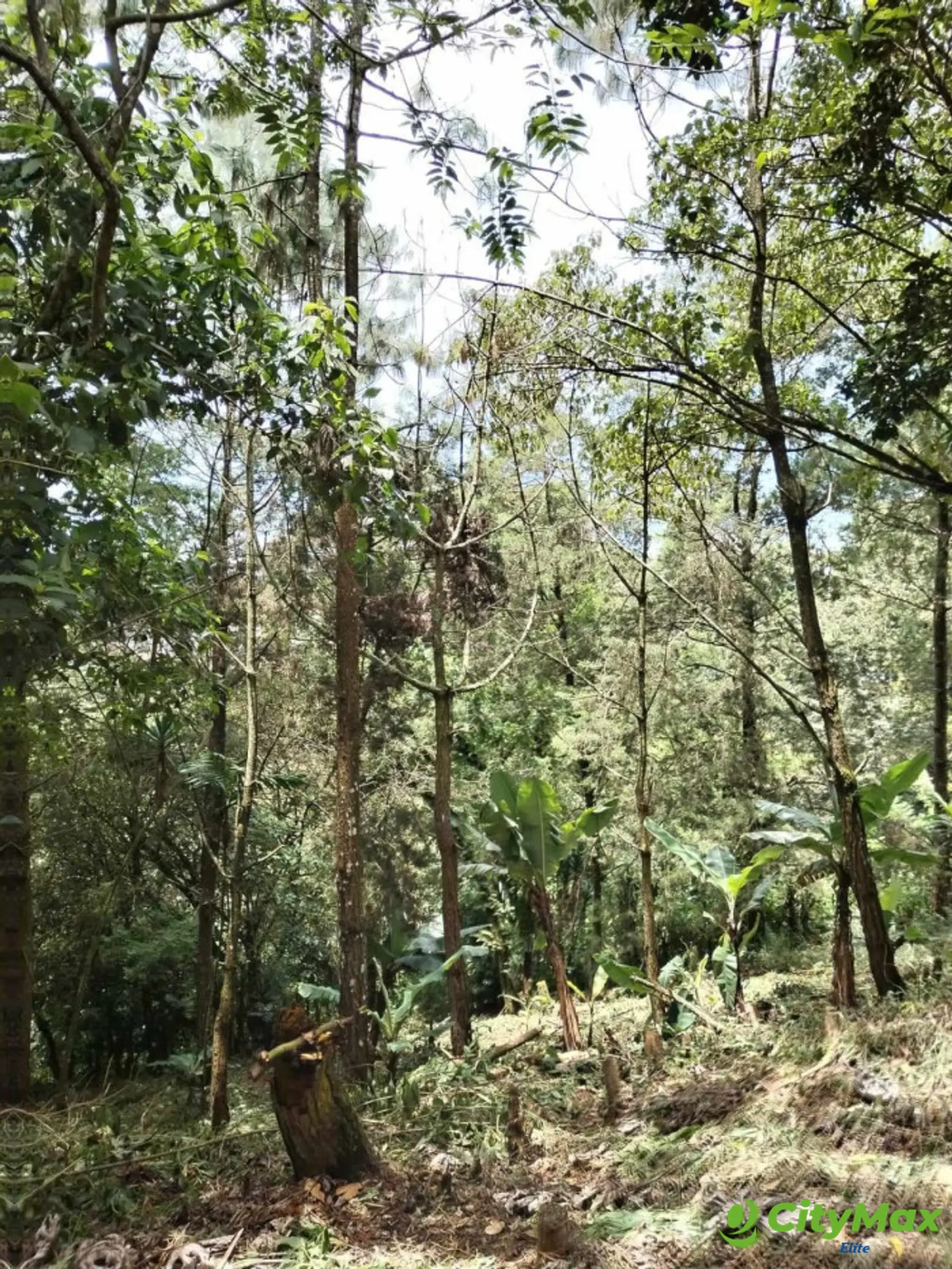 Terreno en Venta en Montebello II - foto 5