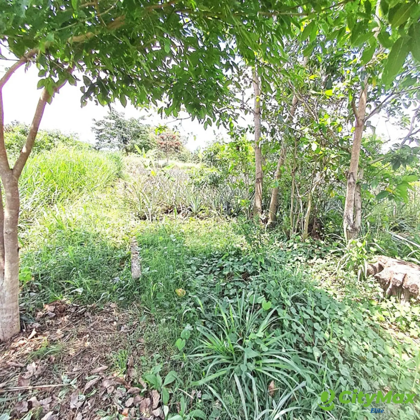 TERRENO RUSTICO EN ALQUILER EN MAZATENANGO - foto 3